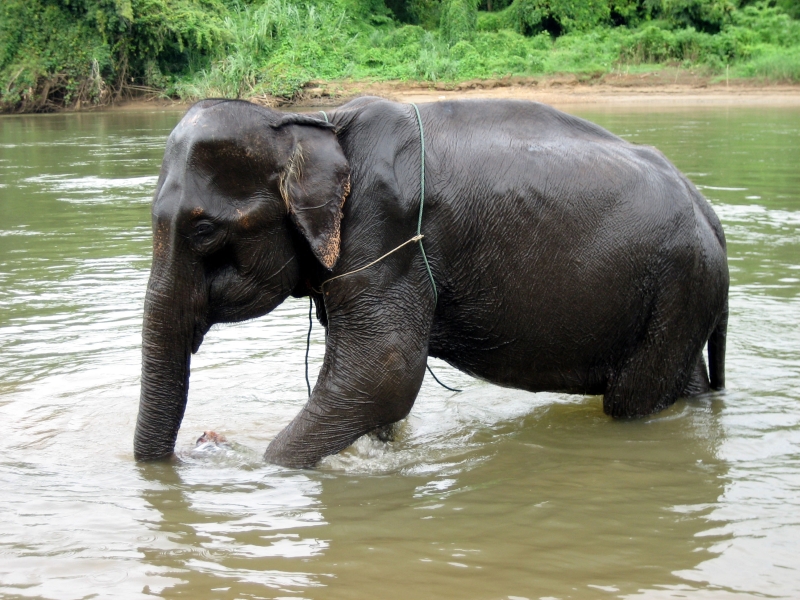 03Elefant im River Khwae